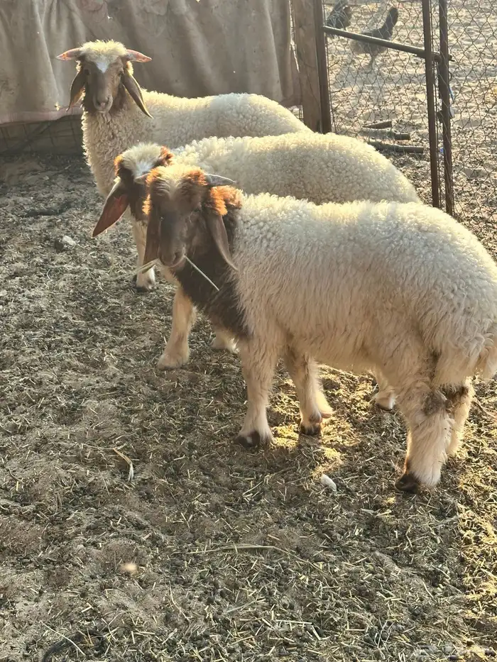 هرافى نعيمي بلدي 1