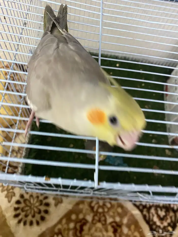 سلام عليكم ورحمة الله وبركا اعرض لكم طيور كروان 15