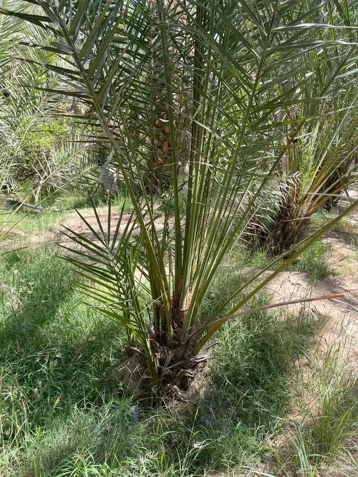 توريد وقلع نخل صفري برني شكل وادي ترج 1