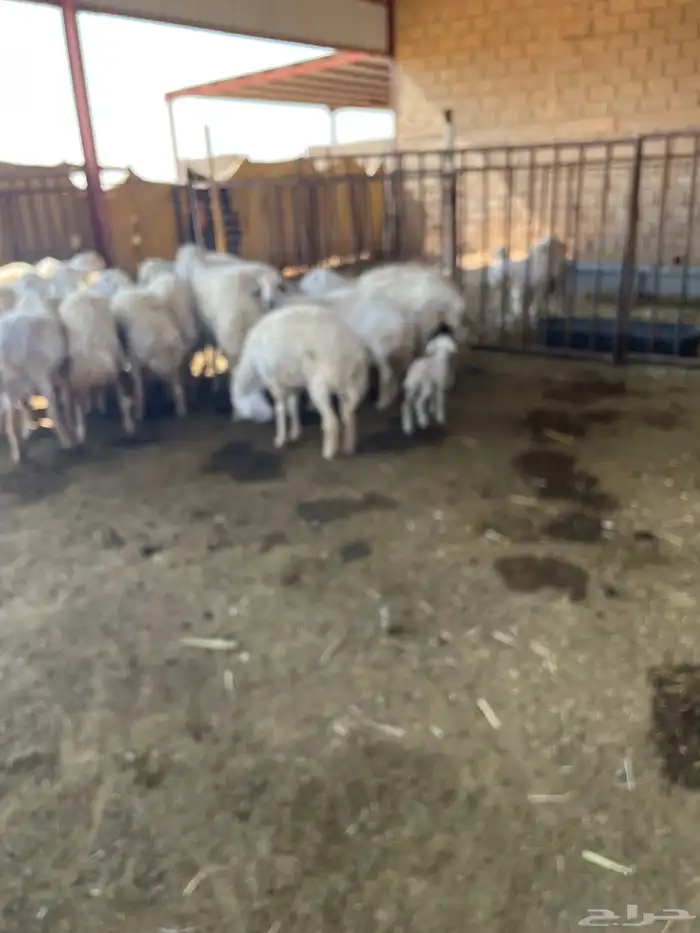 غنم حريه للبيع منوة القناي 1