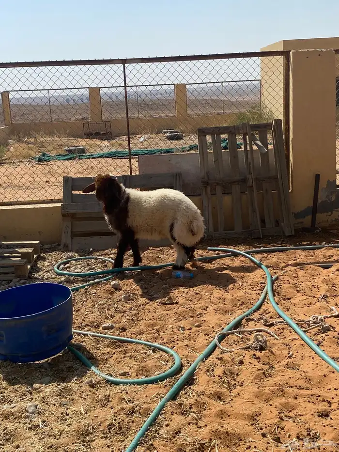 هرفي نعيمي 0