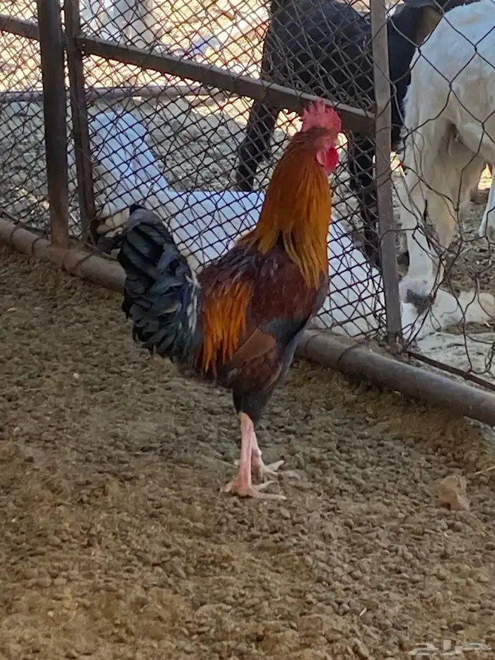 3 ديوك. 2 بلدي 1 ماكنتوش 3