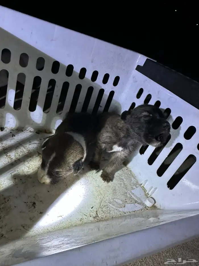 جرو للبيع من فصيله عسكرية وحراسات أمنية كفو وخشم طيب 3