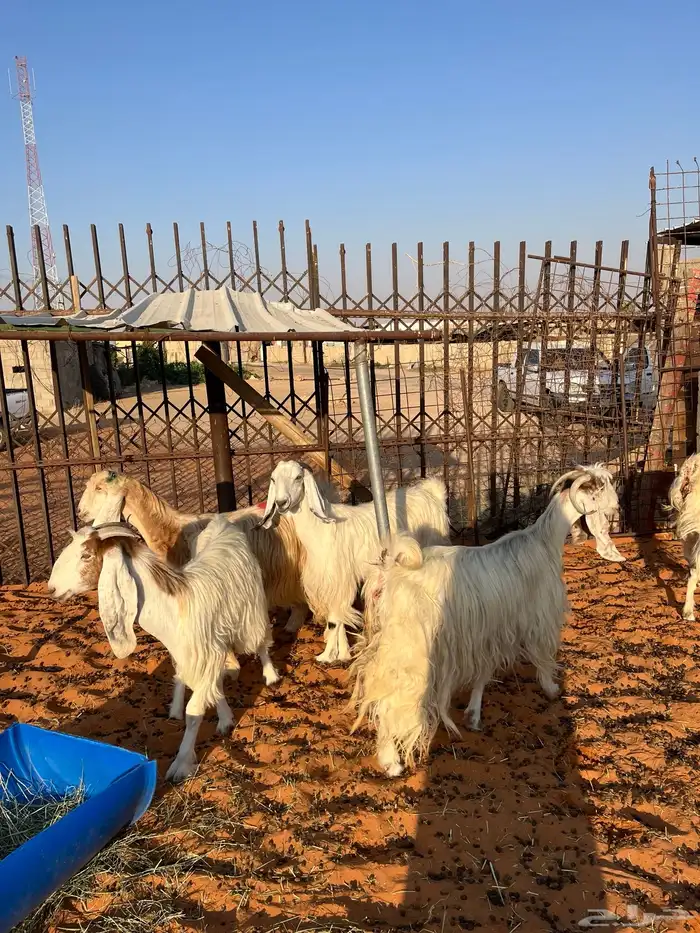 معزا بيض مشاريك مصريه جروم فاخره طيبه دفيع مضاريع سونار 7