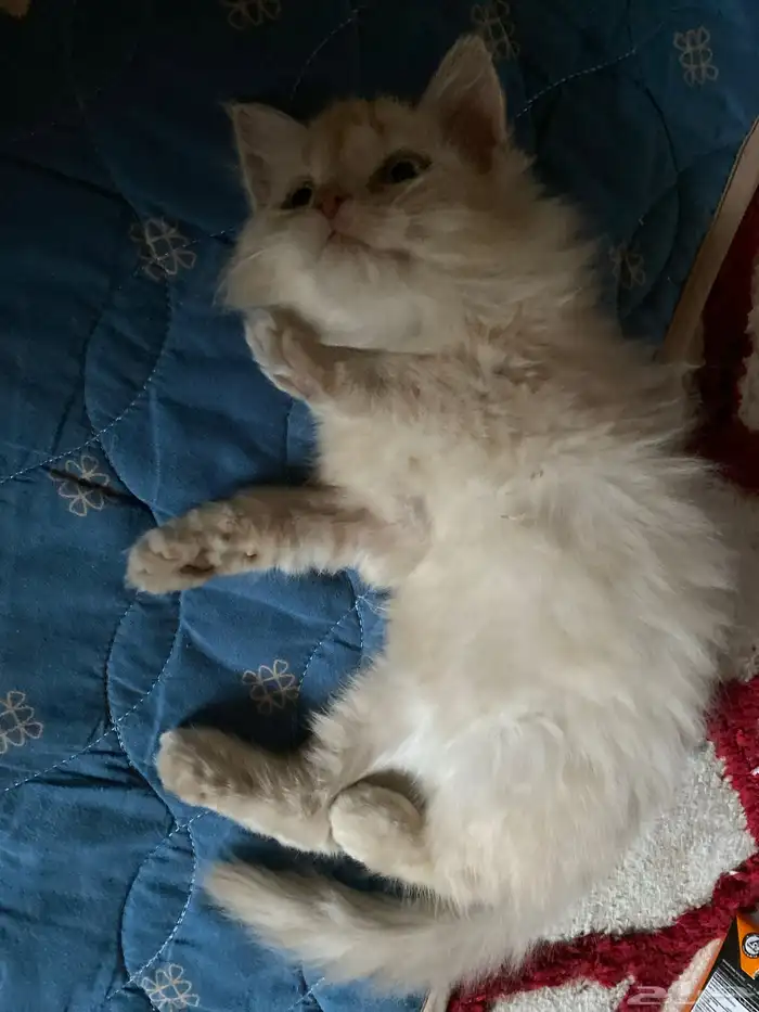 قطه أنثى شيرازي 1