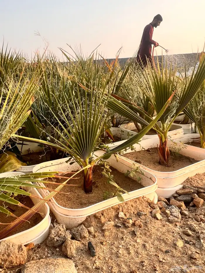 مشروع زراعي للبيع بالكامل بسعر رمزي جدا 11