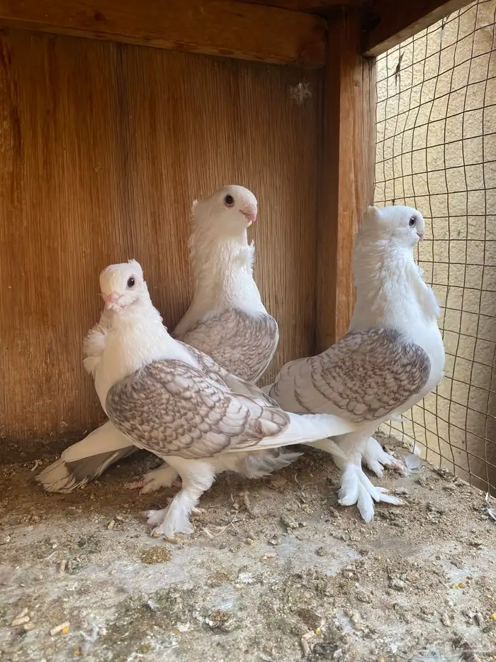 جوز حب رمان 5