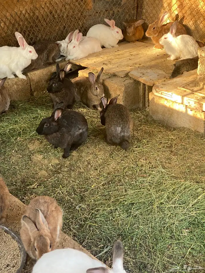 ارانب بلدي للبيع 0