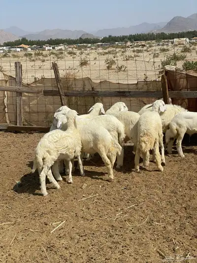 بهم للبيع index