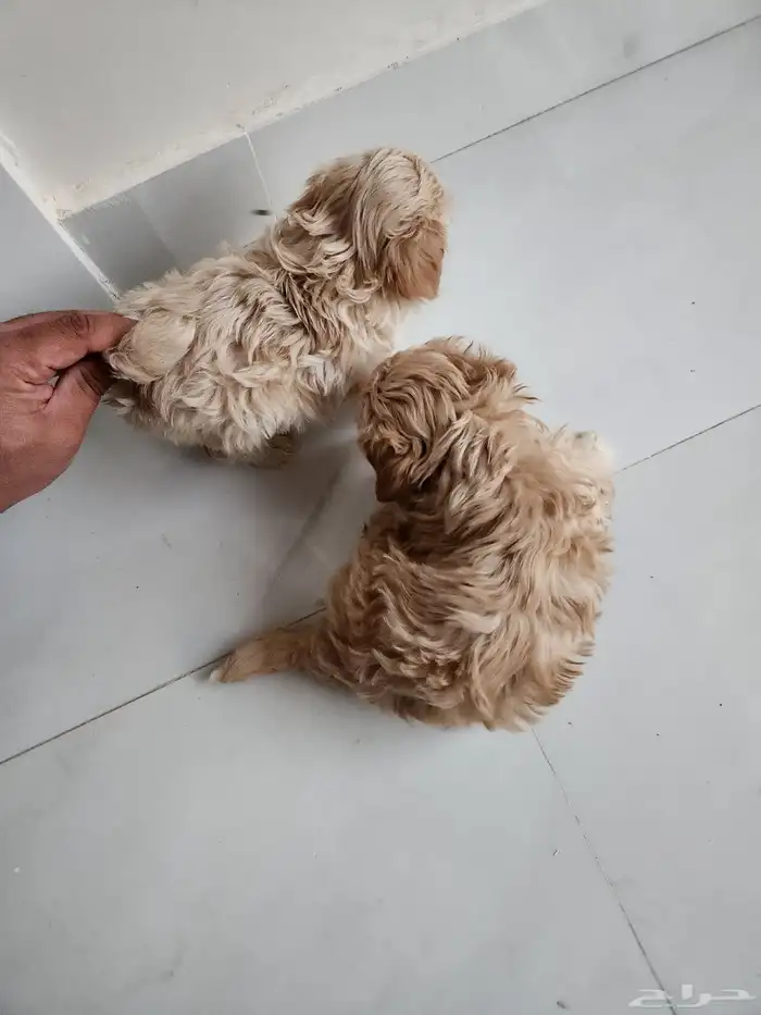 توي بودل للبيع 1