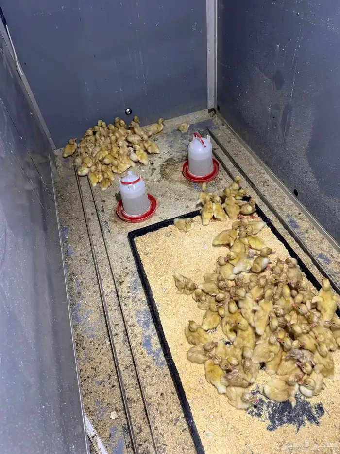 صوص بط بكيني 0