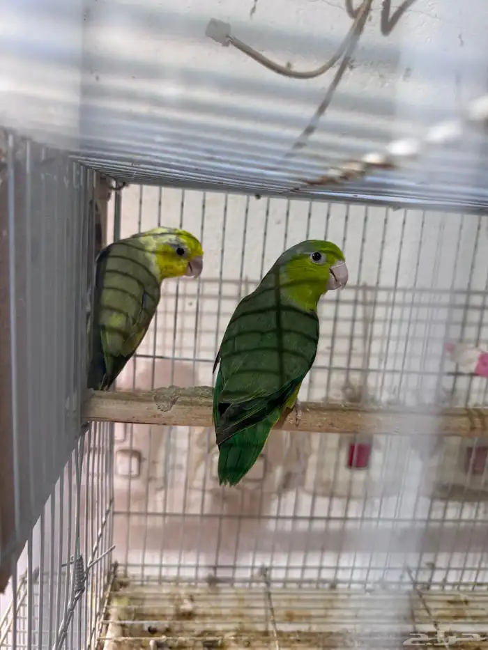 جوز بارتوليت (((تم البيع خارج الموقع))) 0