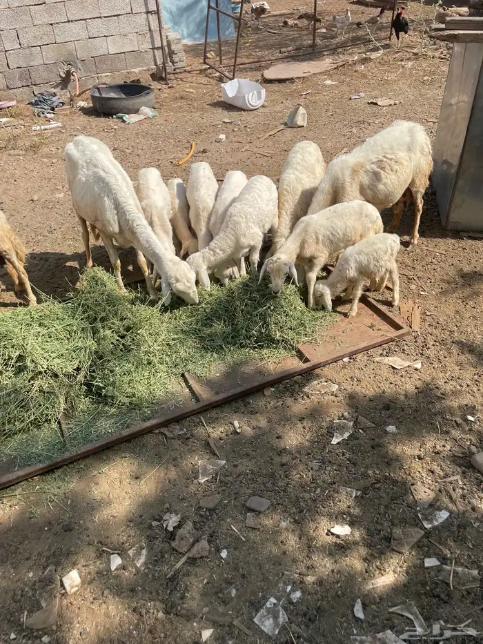 تم تم البيع الضان الصحه شرط العدد 5 كبمراح واحد تم البيع 9