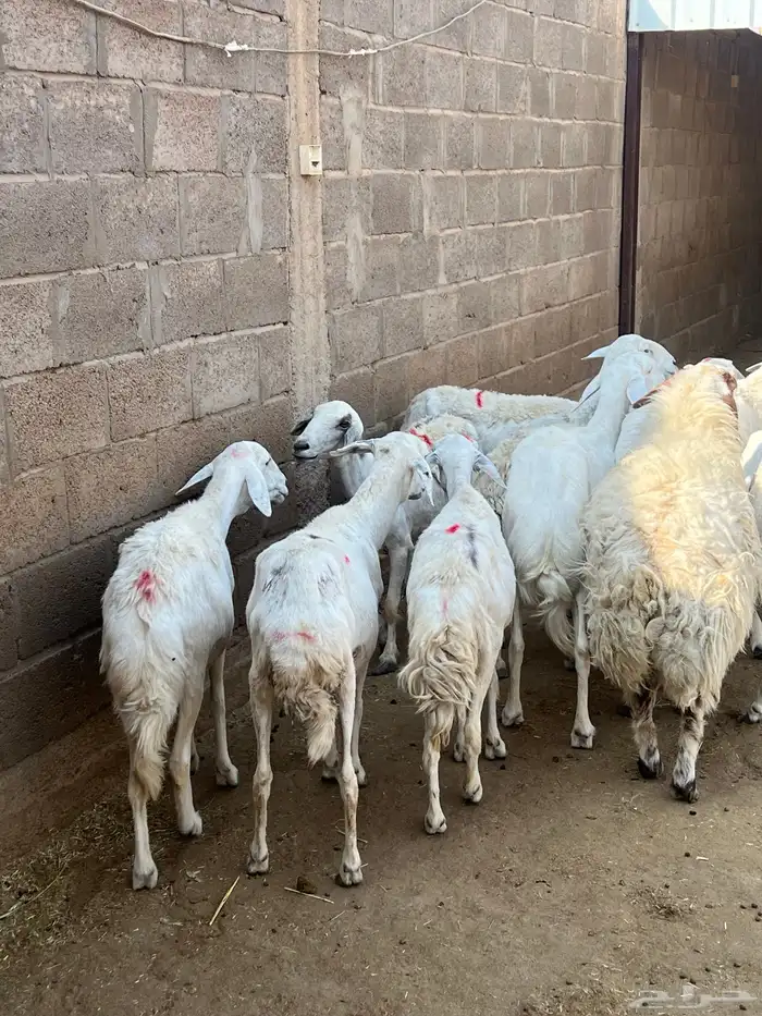 حريات للبيع ( تم البيع) 0