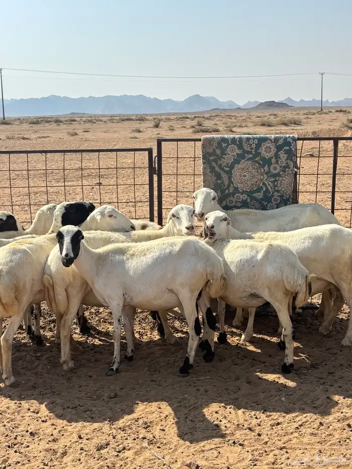 رفيديات 14 وحريه 7