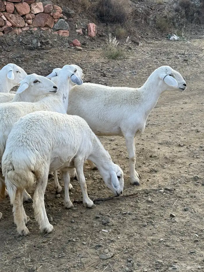 مقاني فاخره دفيع ( ثنية رباع ) 7