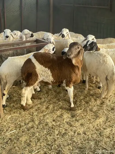 خروف ساكني حمري مربى فل شحم index