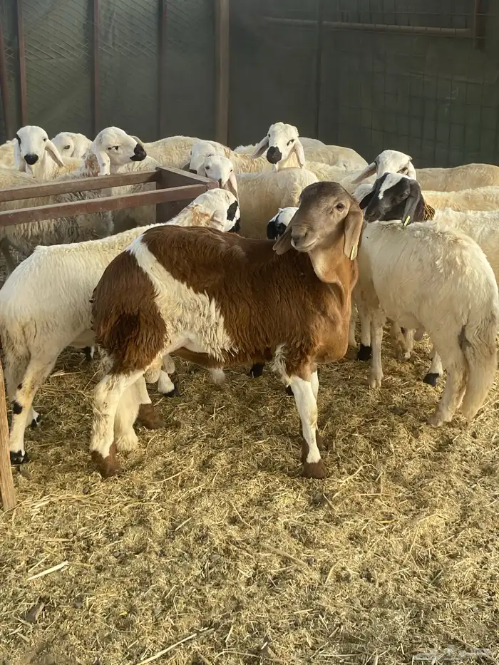 خروف ساكني حمري مربى فل شحم 1