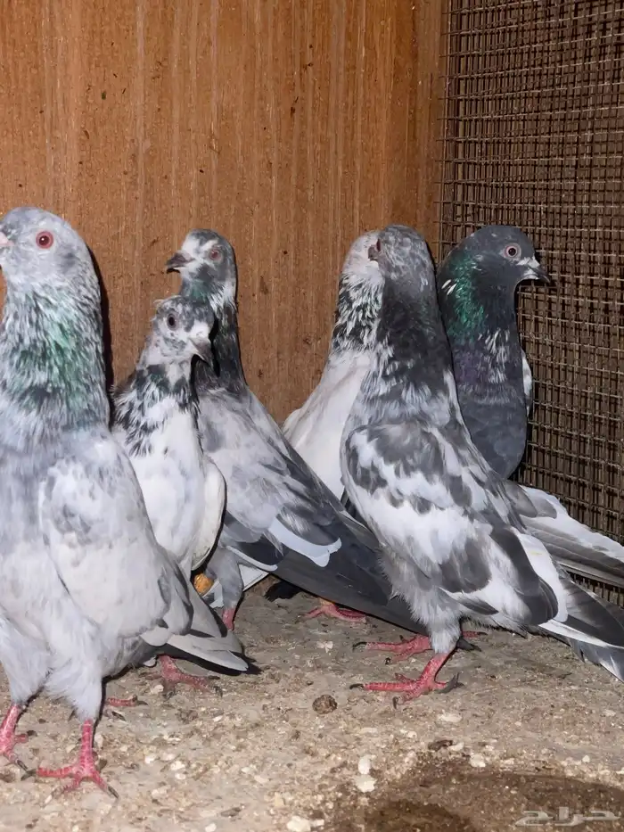 للبيع حمام باكستاني 1