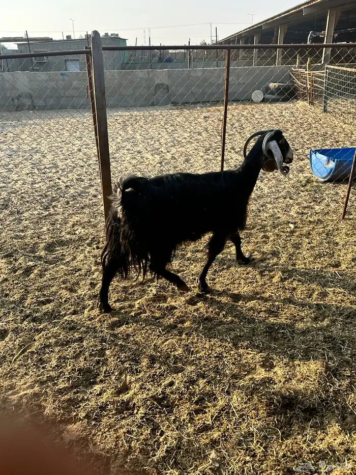 عنز عارضيه 3