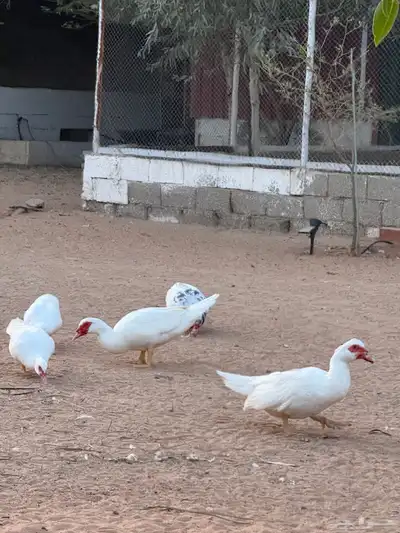 بط مسكوفي لون مميز index