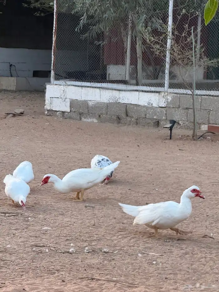 بط مسكوفي لون مميز 3