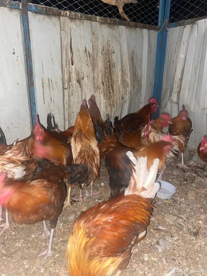 ديوك عربي ترثه 0