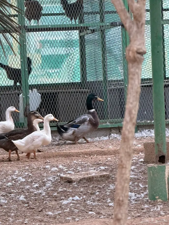 للبيع بط بيكيني مع شرشيري امهات وبشاير وفروخ 7