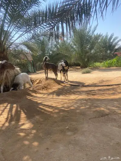 متابيع للبيع index