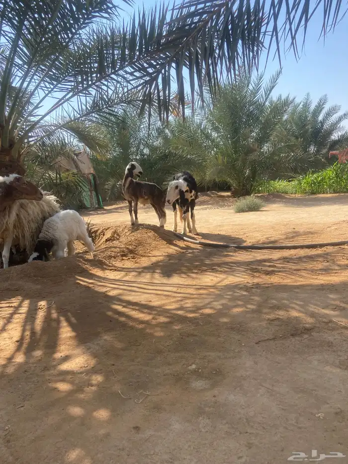 متابيع للبيع 3