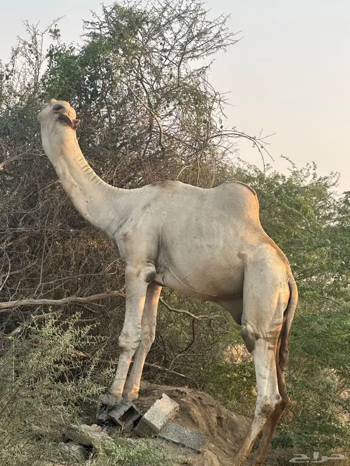 بعير اركي منتج 0