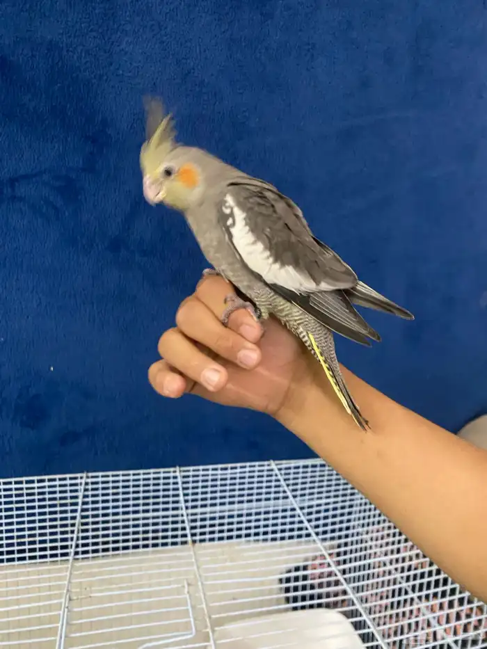 سلام عليكم ورحمة الله وبركا اعرض لكم طيور كروان 14