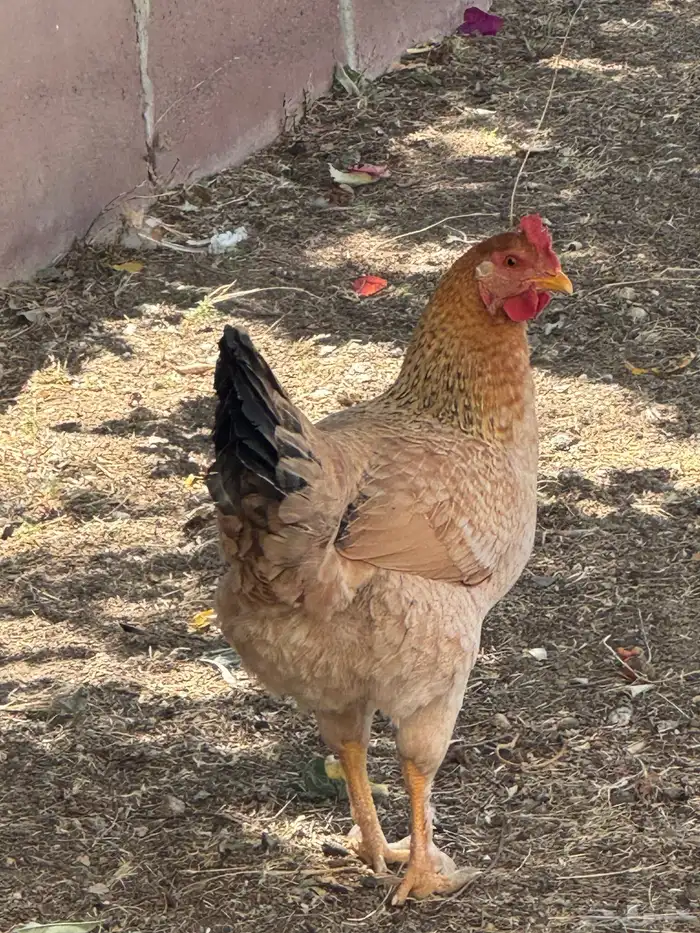 ثلاثة أزواج مهجن مع براهما فاخر من الآخر 16