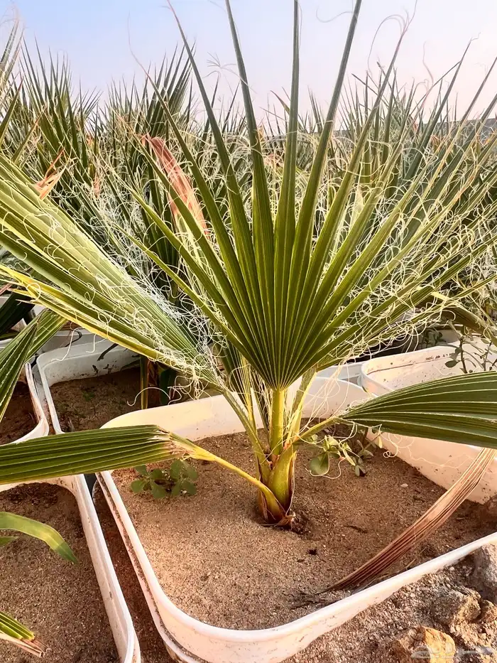 مشروع زراعي للبيع بالكامل بسعر رمزي جدا 13