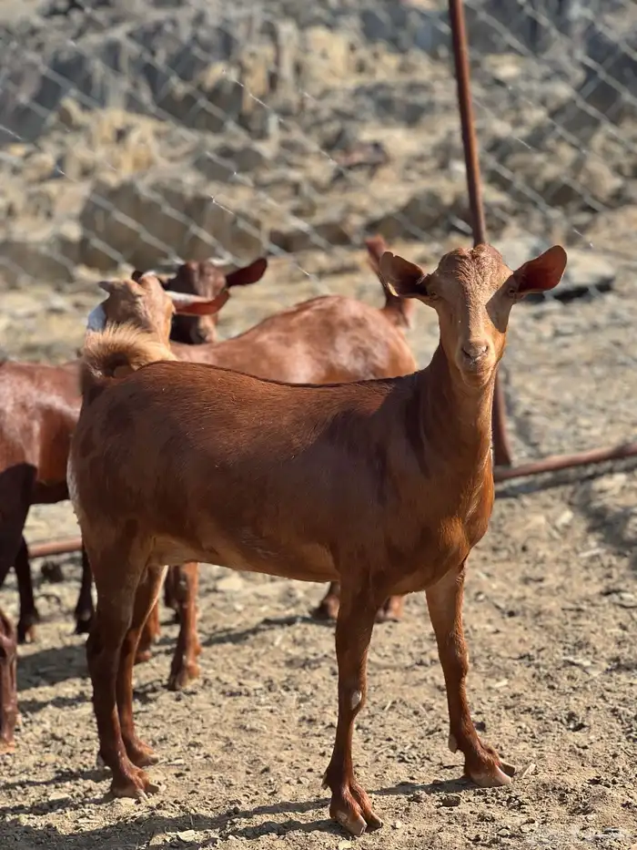 تأسيس مراح فاخر دهم 3