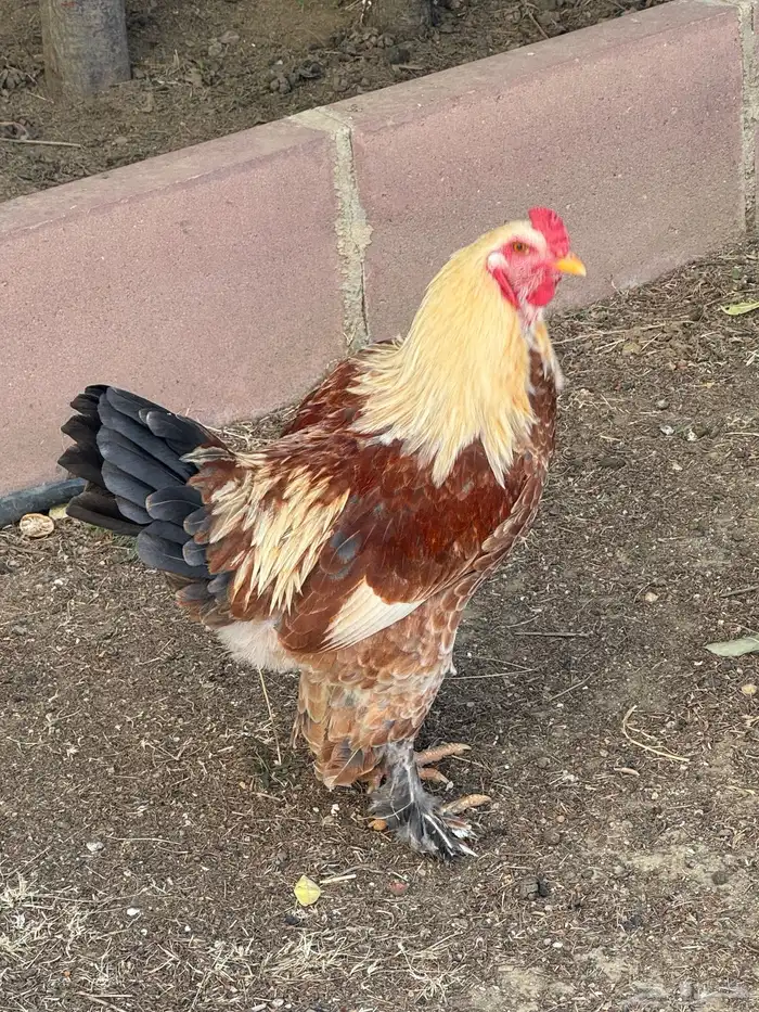 ثلاثة أزواج مهجن مع براهما فاخر من الآخر 17