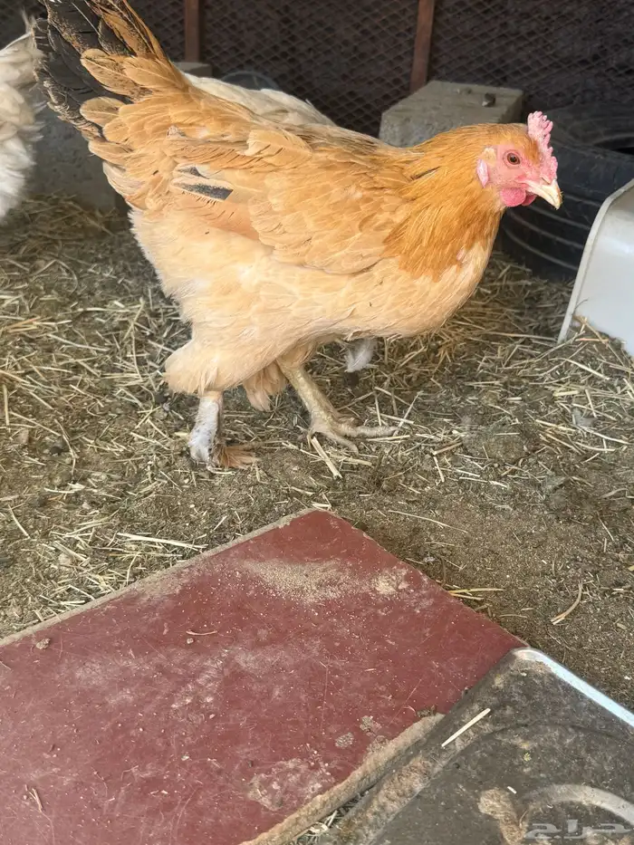 دجاج بلدي 2