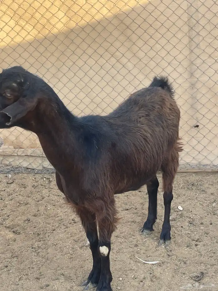 عنز شاميه تامه شبب تالي حليب 3