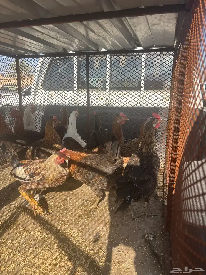 13دجاجه 2دياكه 2