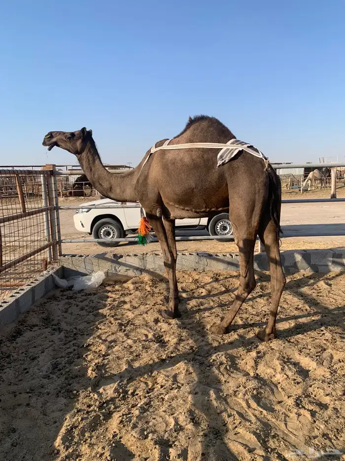 ناقه عشراء ثنو سلم شرط ماعدا قادم كبير شوي 2