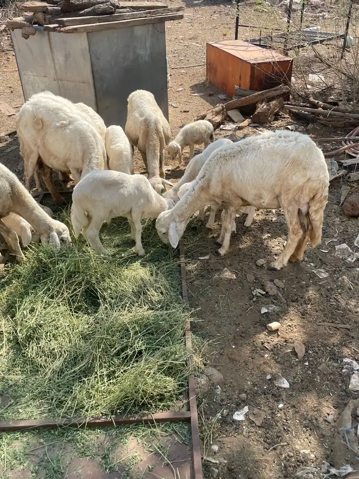 تم تم البيع الضان الصحه شرط العدد 5 كبمراح واحد تم البيع 0