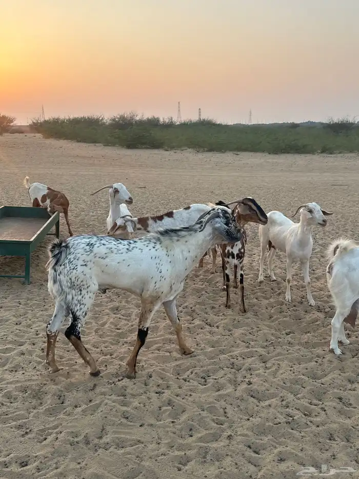 فحل جدع عمره 8 شهور 5