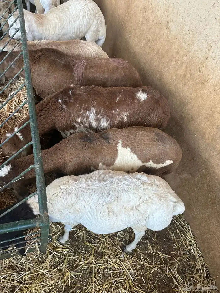 سواكن مرابي عمر 4 شهور 1