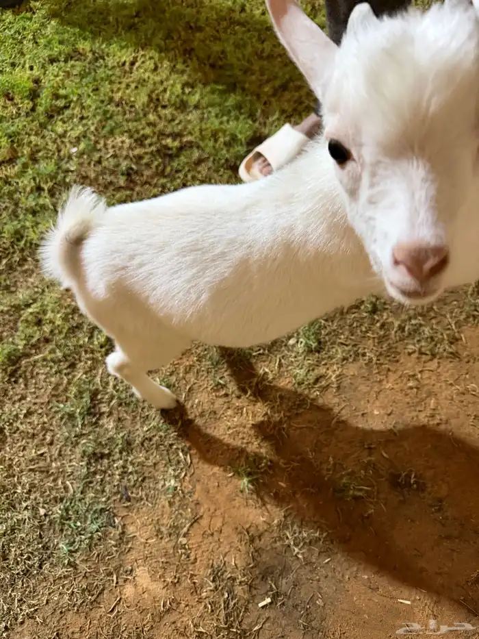 قزمي للبيع 1