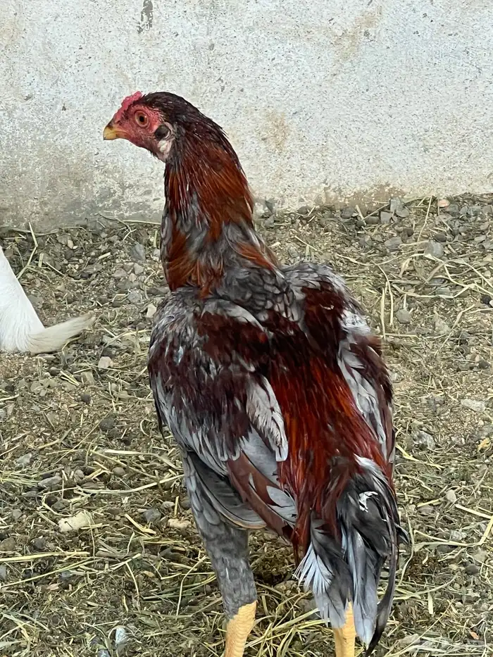 ديك باكستاني سندي 2