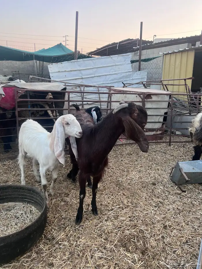 قبرصيه مضرع 0