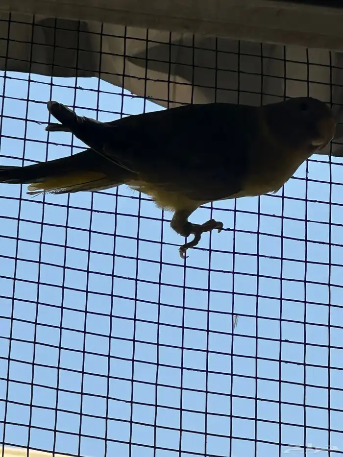 انثي بالم هد 2