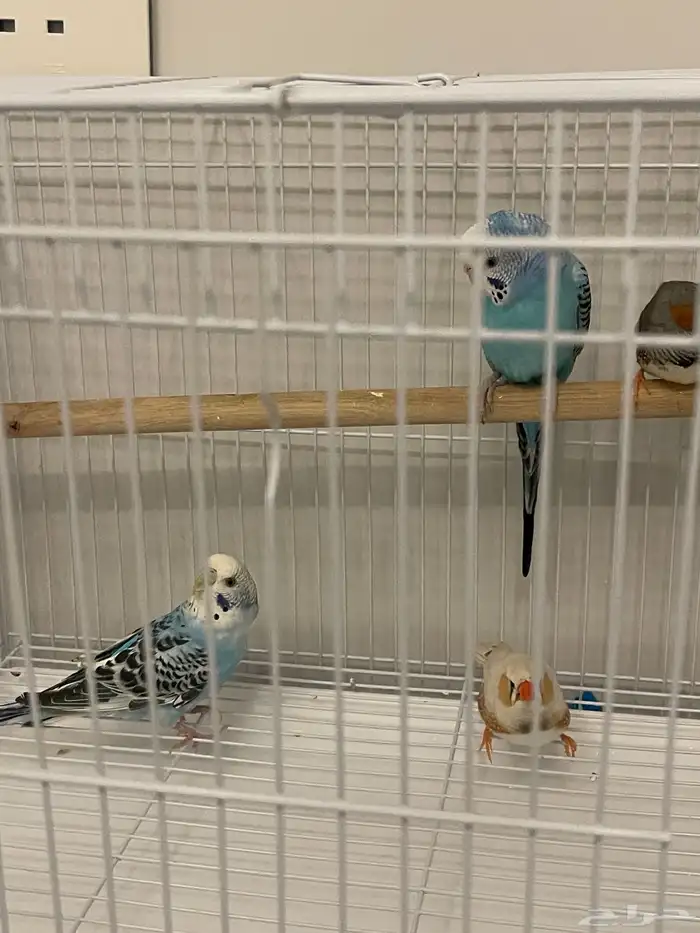 طيور الحب  طيور زيبرا 1