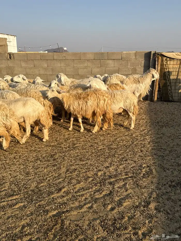 حريات حرش فاخره 21