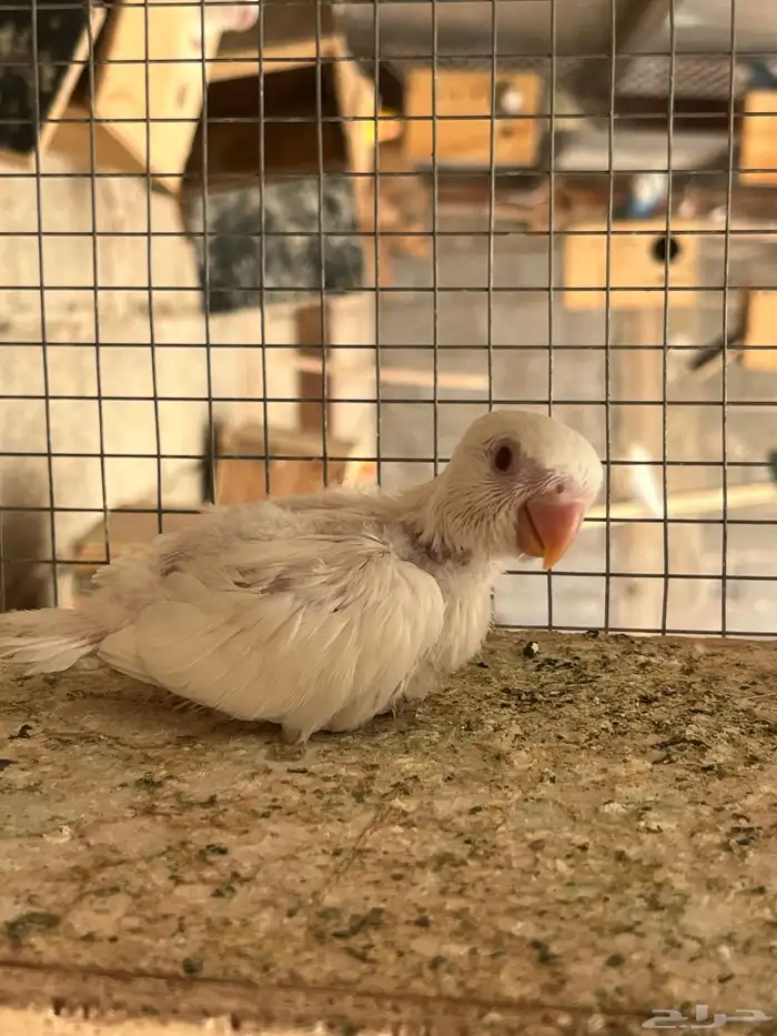 فرخ روز البينو عيون حمر 2